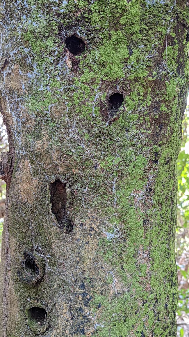 Aufenthalt im Süd Pantanal (Zusammenfassung)