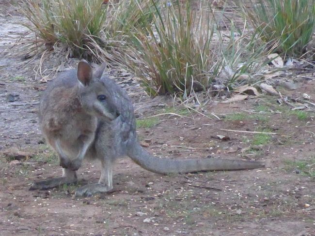 Kangaroo Island - Viele Tiere, aber wo sind bloß die Kängurus? (Australien Teil 9)