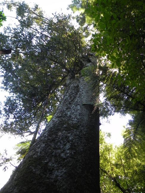 ... what a big Kauri tree