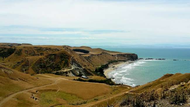 Sylvester in Napier Teil 2