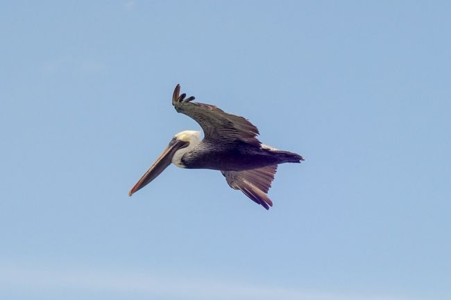 Pelikan im Gleitflug. 