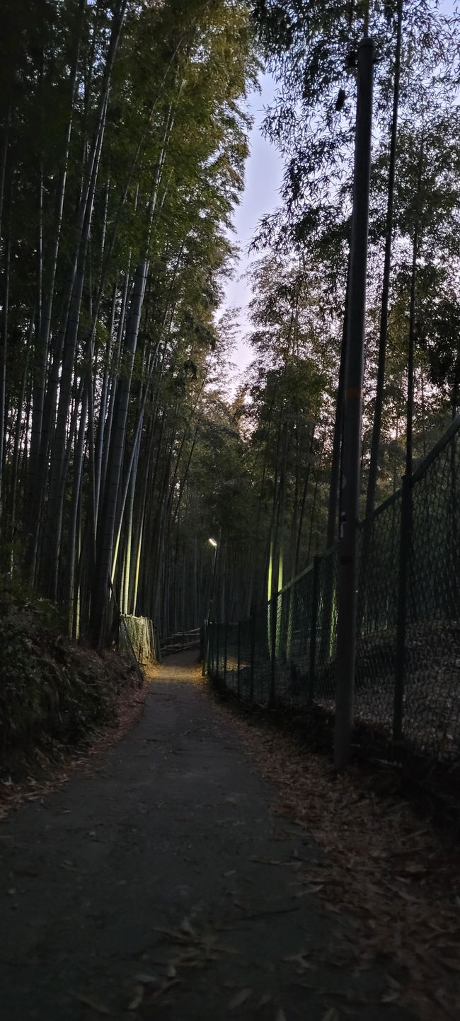 Bambuswald bei Nacht 