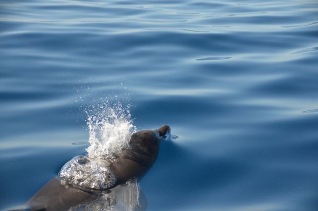 Likolopata Tsa Bana le Li-dolphin