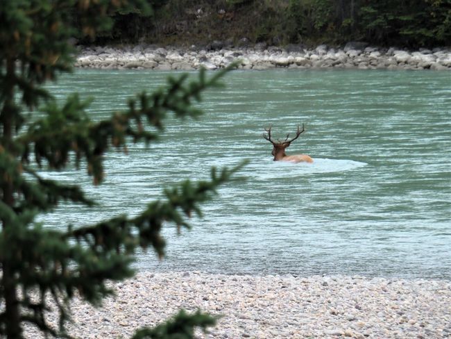 Elk crossing Athabasca River