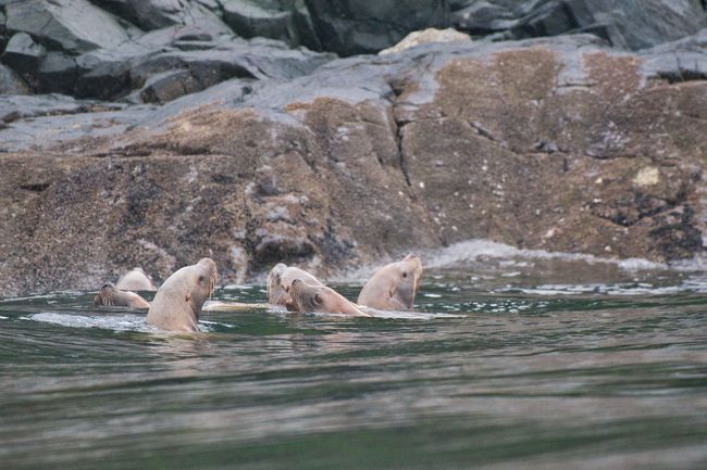 Sea Lions in the Discovery Passage