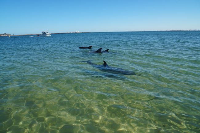 Bunbury - Getting up close with dolphins