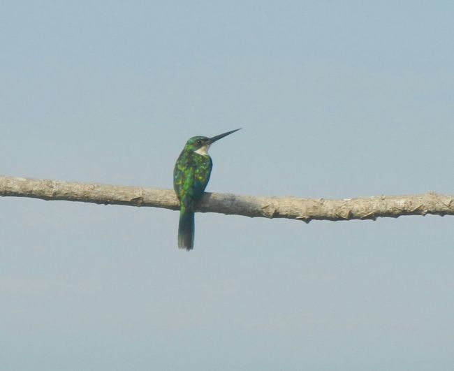 Pantanal Bird