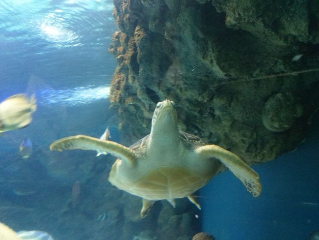 Shanghai Ocean Aquarium