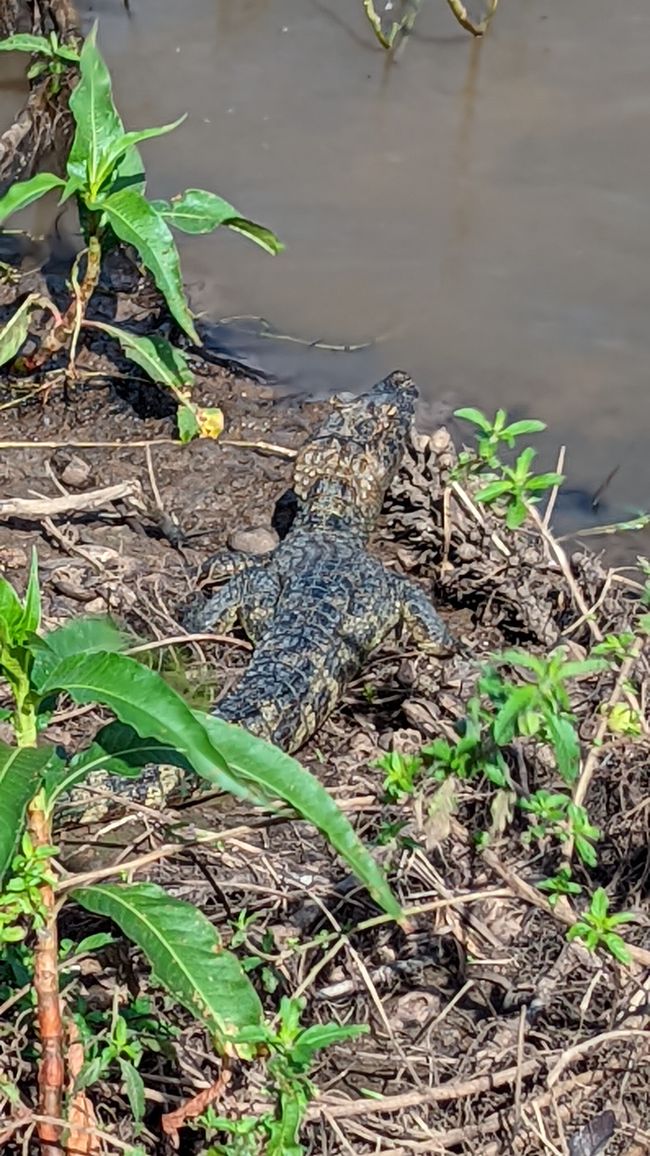 Aufenthalt im Süd Pantanal (Zusammenfassung)