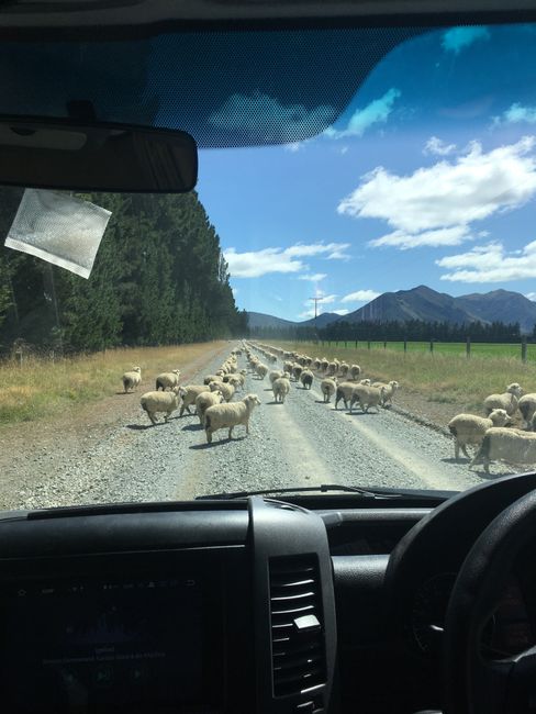 Weg zu den Mavora Lakes - wie witzig, dass die Schafe sich immer wieder eingereiht haben