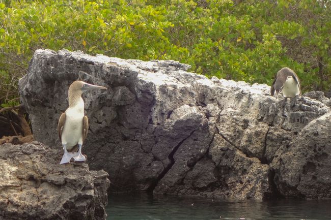 Blaufußtölpel und Galápagos Pinguin. 
