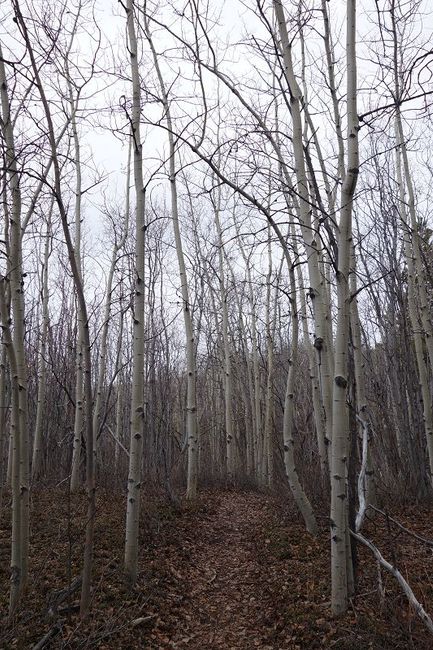 In der Mitte des Trails