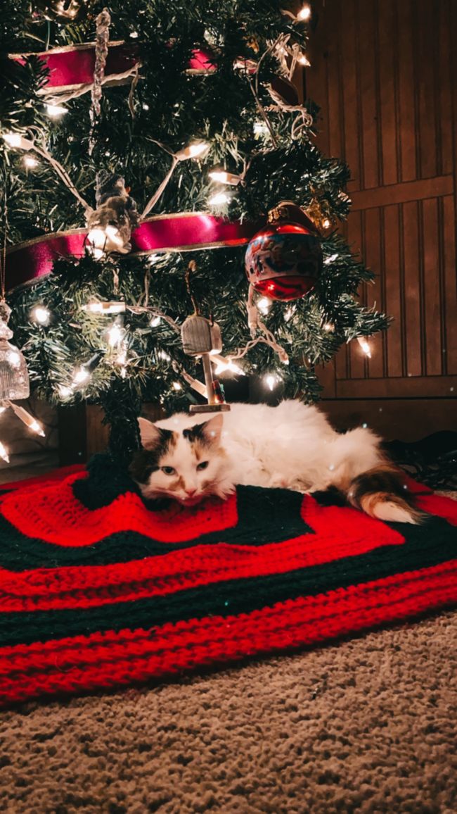 The christmas cat