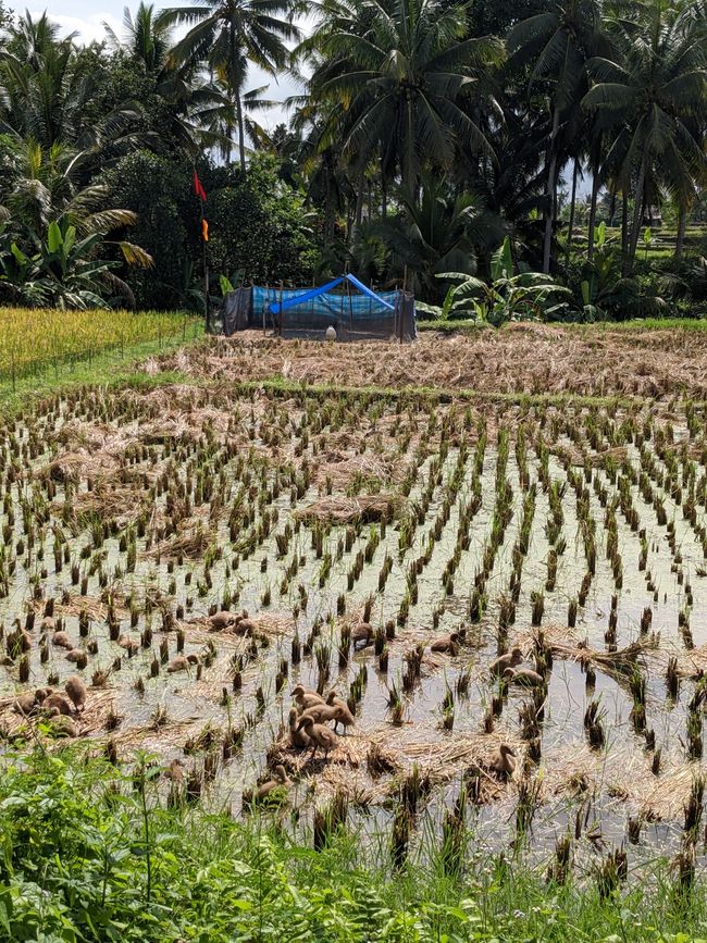 In den Reisfeldern laufen viele Kücken und Hühner rum