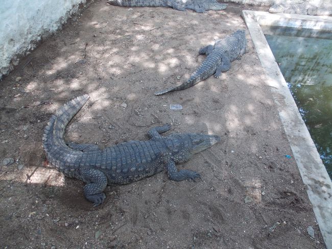 Krokodile im Krokodil-Park