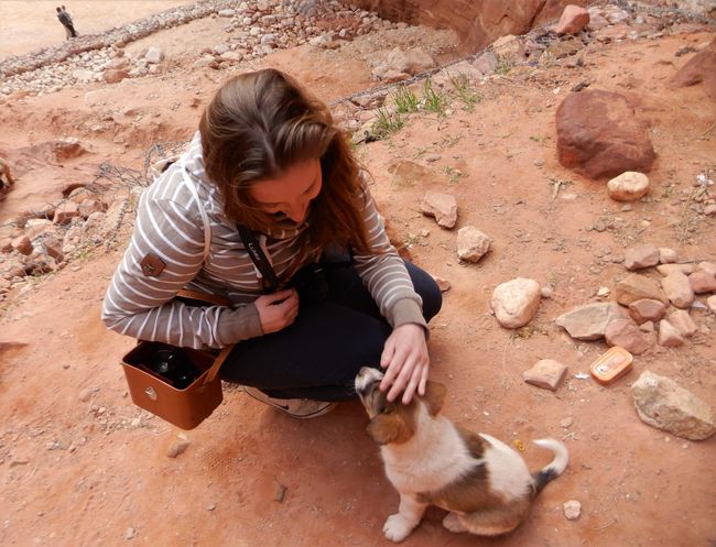 Später dann in Petra: die Hunde-Welpen sind immer noch da