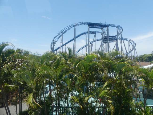 Roller coaster behind palm trees