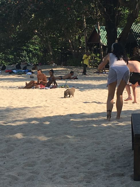 Wildschwein am Strand...