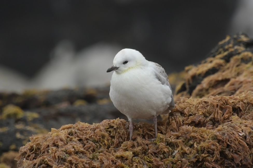 Campbell Islands - Seagull Chick