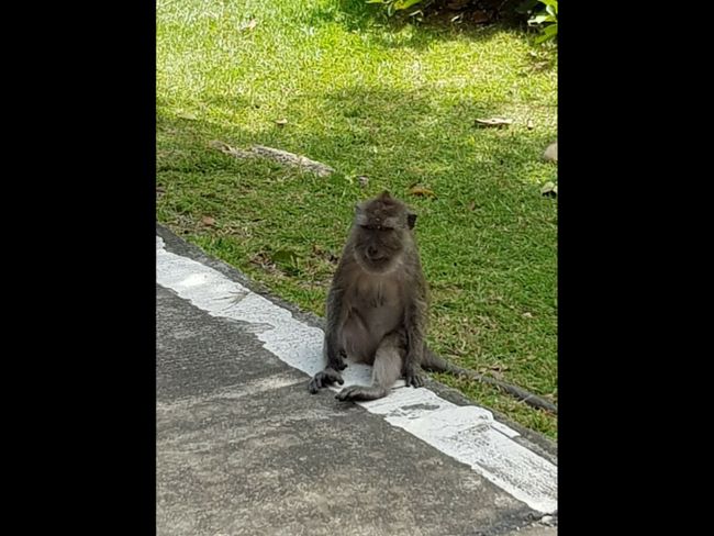 Monkey @ National Park