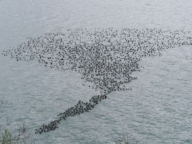 Flock of ducks in the sea