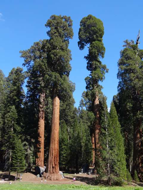Some of the huge Sequoias (note the small people below)