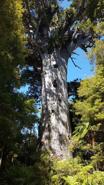 Tane Mahuta - the guardian of the forest - 4th tallest tree in the world