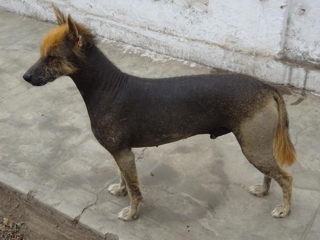 Peruanischer Nackthund