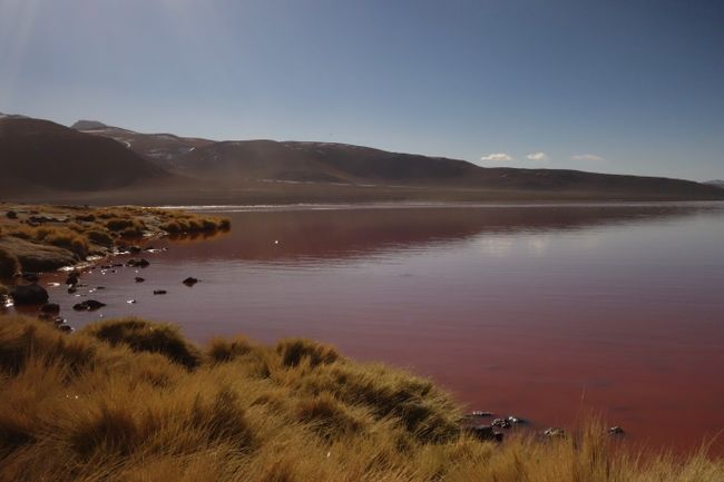 Rot erscheint das Wasser wegen der Mikroorganismen, die hier leben und von denen sich auch die Flamingos ernaehren.