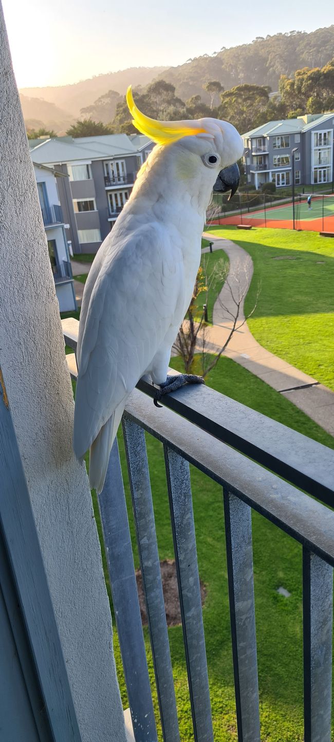 Evening in Lorne