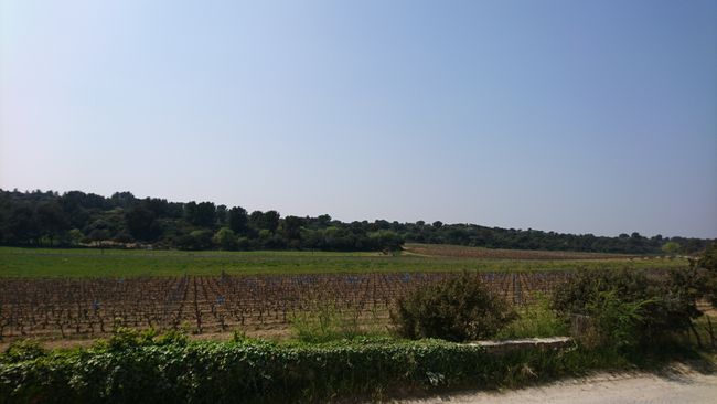a small part of the vineyard 