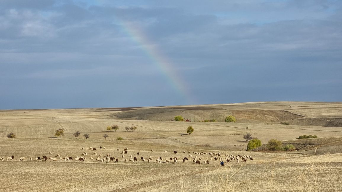 Schafe mit Regebogen