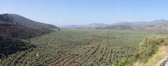 endless olive groves