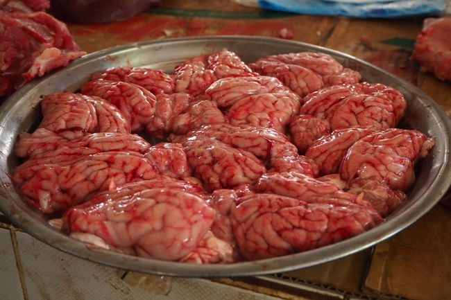 Pig's brain..