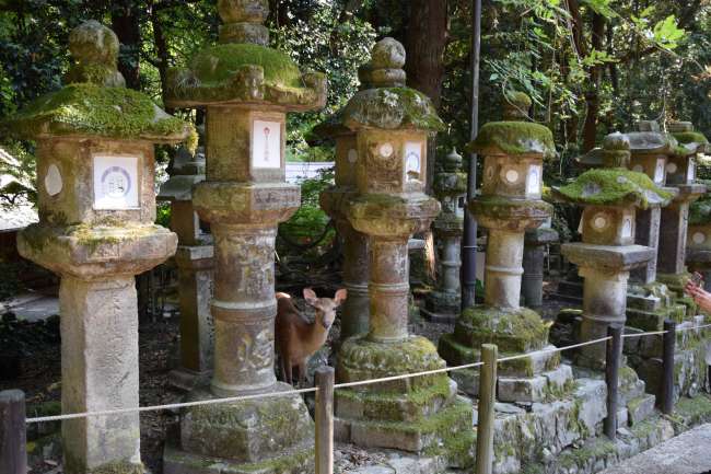 Stone lanterns with deer