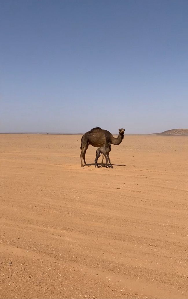 Offroading through the desert