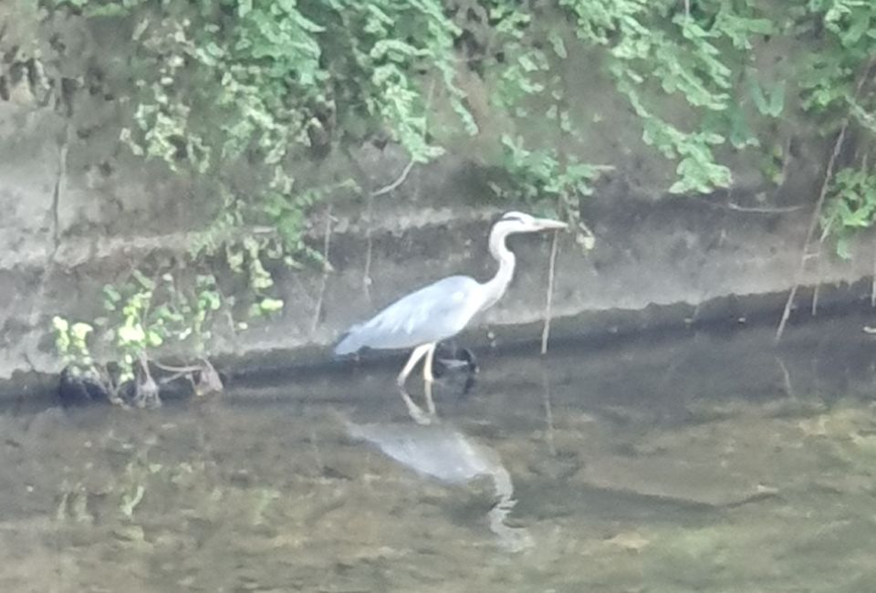 Heron in the canal