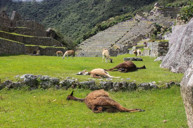 Llamas chilling in the site
