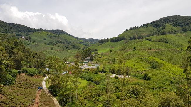 Cameron Highlands - Malaysia's pantry has a lot to offer