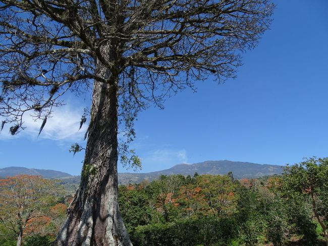 Ceiba Tree, Turrialba volcano, and coffee trees
