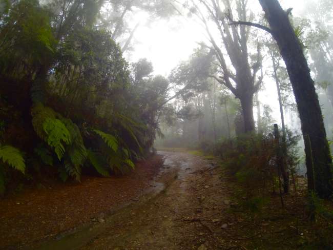 Mystic foggy forest