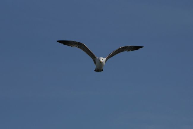 Seagulls accompany us