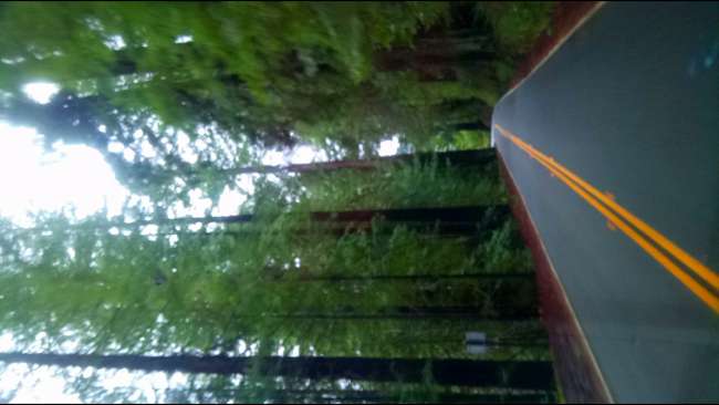 Redwood Nationalpark - Wald der Riesen