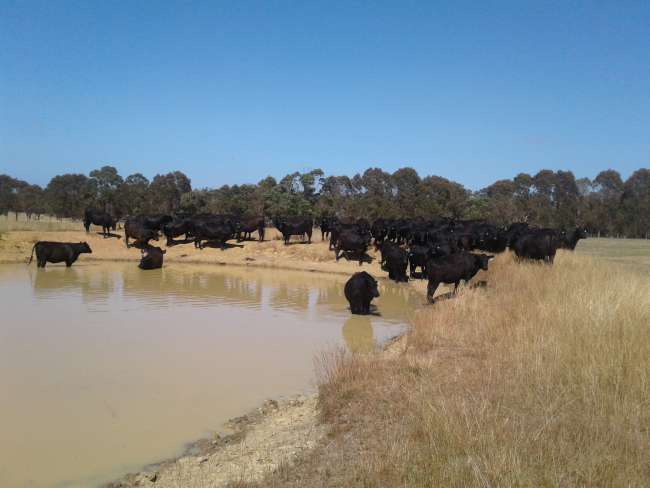Cattle at the watering hole
