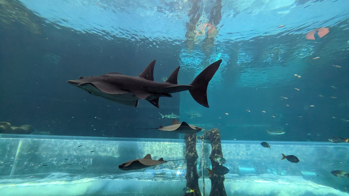 Shark Attack slide through the Aquarium