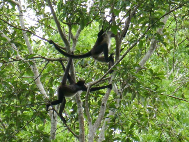 Tikal - Woodpeckers