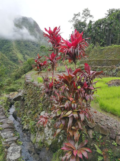 In the rice terraces of Batad and Banaue - Ho Ho Ho 🎅