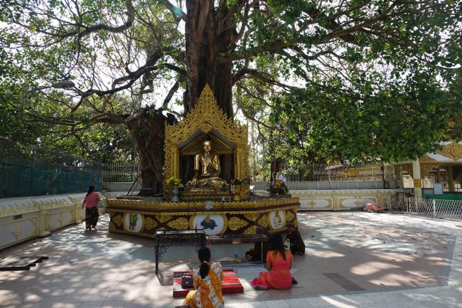 Day 237 Shwedagon Pagode