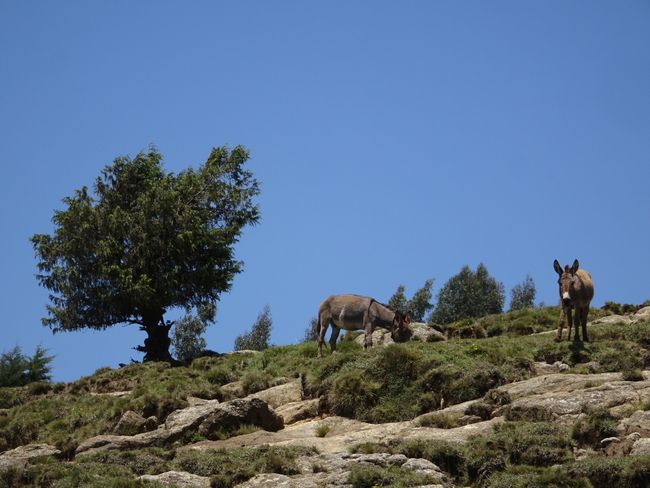 Neugierige Esel am Mt. Wechecha