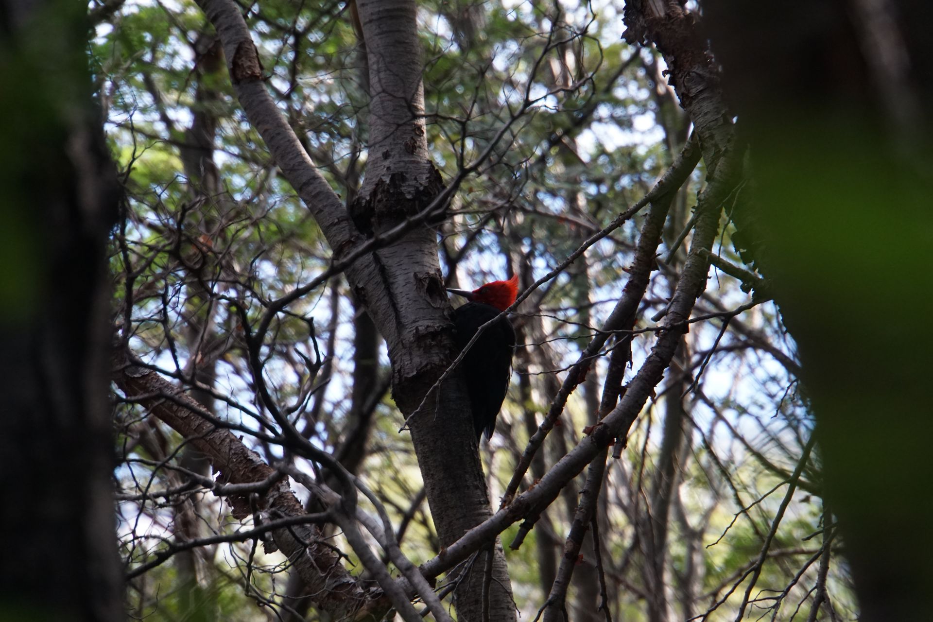 A Magellanic Woodpecker - you can recognize the male by its red head